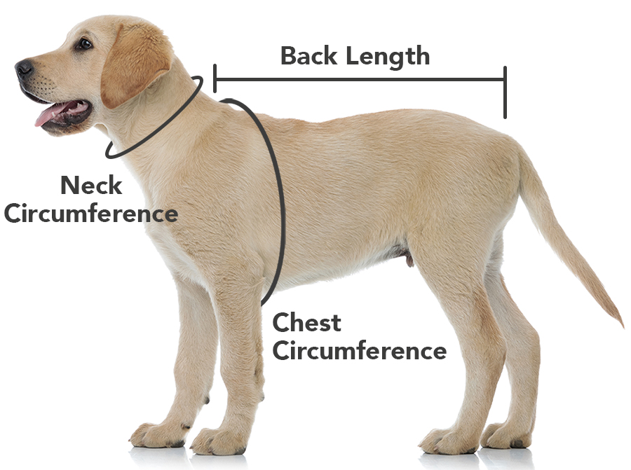 Instructions to measure your dog to find the right size 